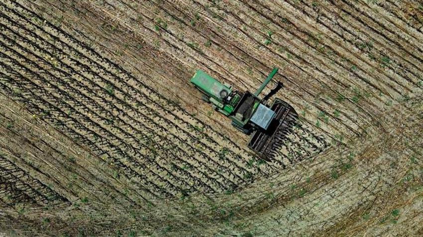Adana'da çiftçinin yüzü gülüyor! Verim katlandı: Üretici yüksek fiyat bekliyor
