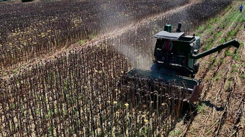 Adana'da çiftçinin yüzü gülüyor! Verim katlandı: Üretici yüksek fiyat bekliyor