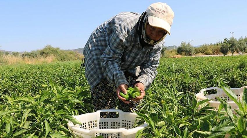 Ege'nin coğrafi işaretli biberinde rekor verim! Hasat sezonu başladı: İtalyanlar sos yapmak için sıraya girdi