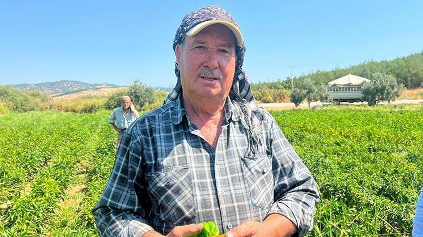 Ege'nin coğrafi işaretli biberinde rekor verim! Hasat sezonu başladı: İtalyanlar sos yapmak için sıraya girdi