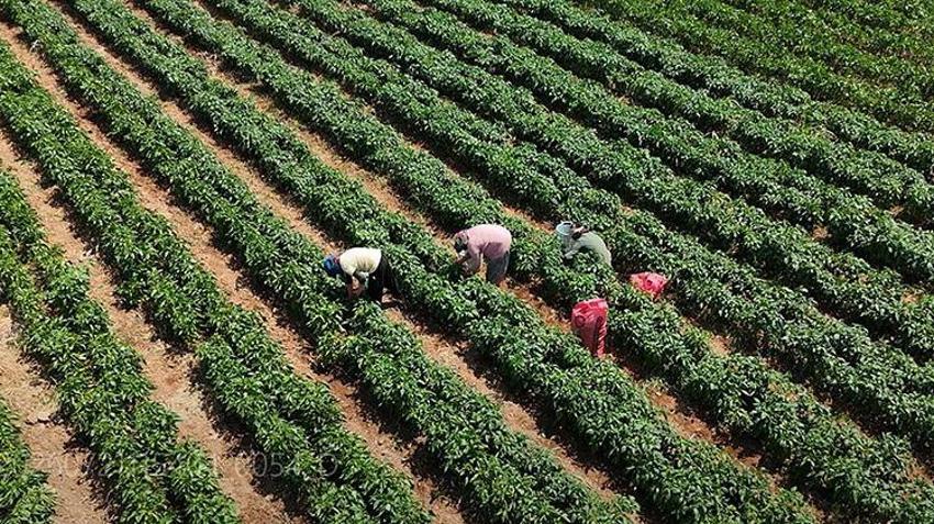 Ege'nin coğrafi işaretli biberinde rekor verim! Hasat sezonu başladı: İtalyanlar sos yapmak için sıraya girdi