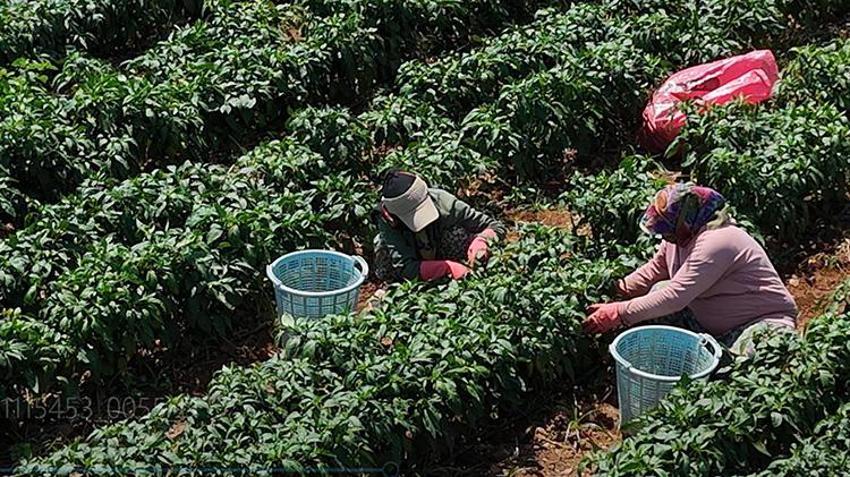 Ege'nin coğrafi işaretli biberinde rekor verim! Hasat sezonu başladı: İtalyanlar sos yapmak için sıraya girdi