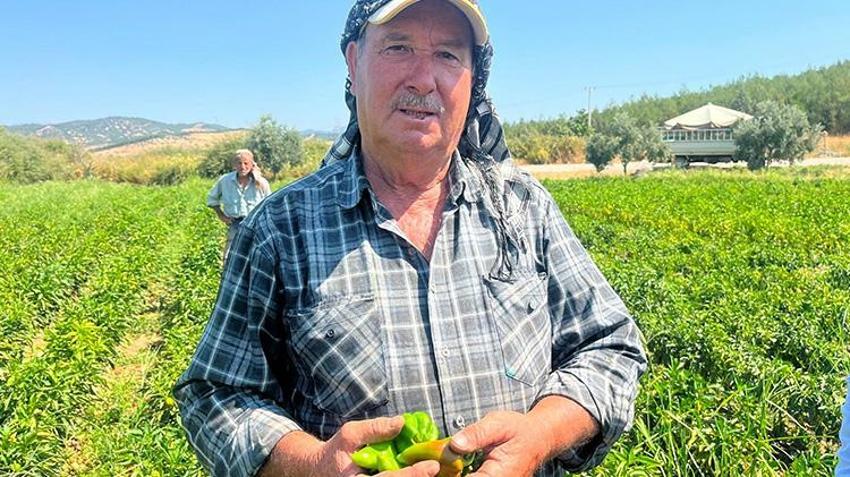 İzmir' hasat başladı: Coğrafi işaretli ürün kalitesi ve rekoltesiyle çiftçinin yüzünü güldürdü