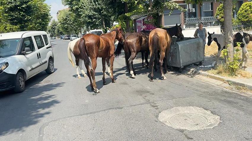 Avcıları atlar bastı! Trafiği tehlikeye atıp çevreyi kirletiyorlar