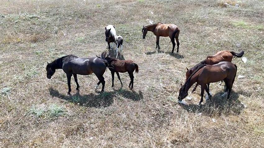 Avcıları atlar bastı! Trafiği tehlikeye atıp çevreyi kirletiyorlar