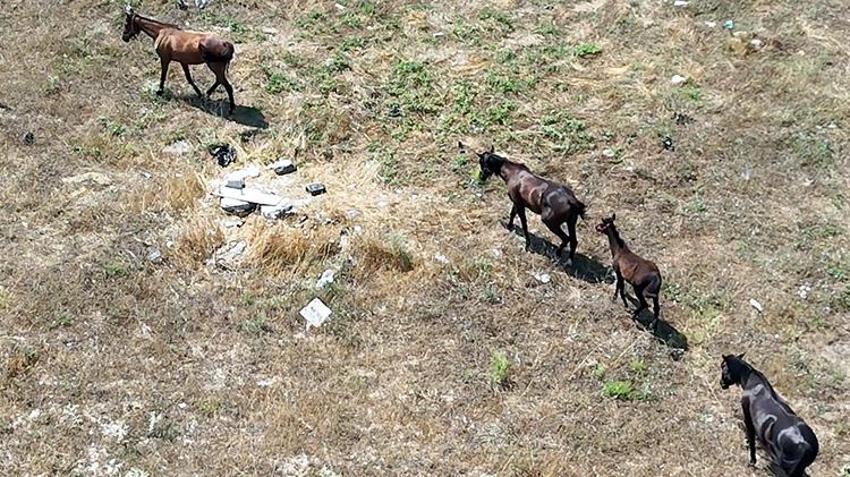 Avcıları atlar bastı! Trafiği tehlikeye atıp çevreyi kirletiyorlar