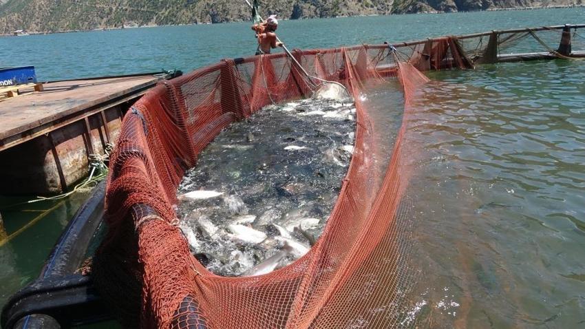 Yıllık 500 tonluk tesis kurdu: Depremden sonra eşiyle karar verdi, yurt dışı onun üretimini bekliyor