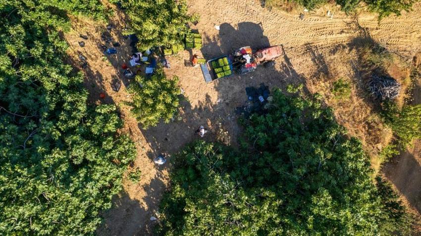 Dünyada sadece Manisa'da yetişiyor! Bir ayda fiyatı 5'e katlandı: Üretici siparişlere yetişemiyor