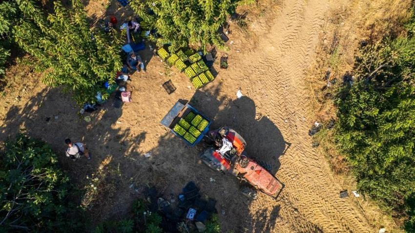 Dünyada sadece Manisa'da yetişiyor! Bir ayda fiyatı 5'e katlandı: Üretici siparişlere yetişemiyor