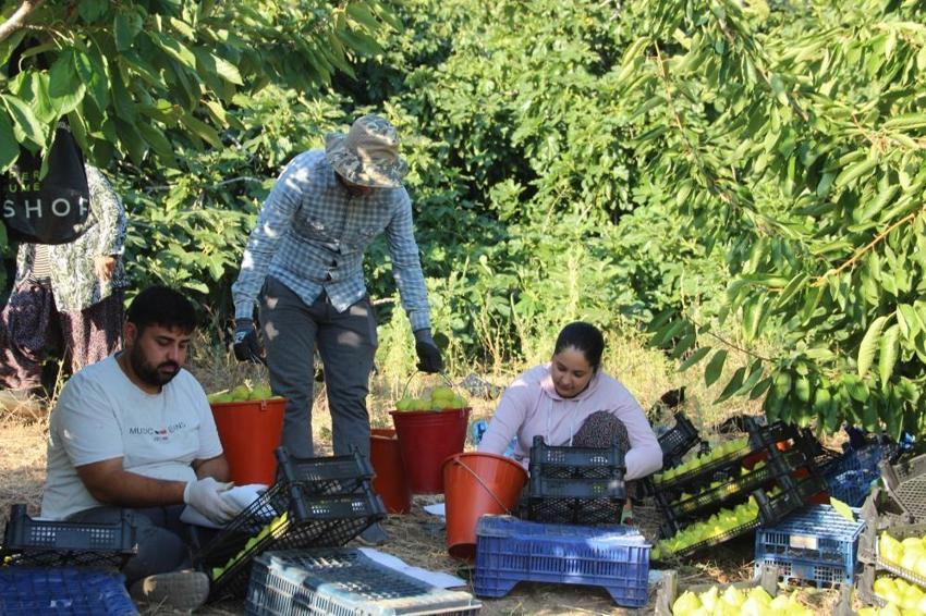 Dünyada sadece Manisa'da yetişiyor! Bir ayda fiyatı 5'e katlandı: Üretici siparişlere yetişemiyor