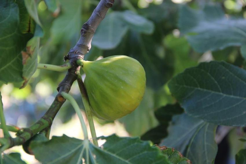 Dünyada sadece Manisa'da yetişiyor! Bir ayda fiyatı 5'e katlandı: Üretici siparişlere yetişemiyor