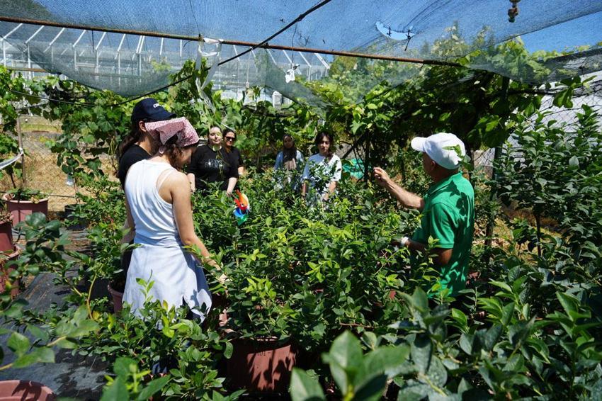 Türkiye'de ilk denemeler 2000 yılında başlamıştı hedef 100 bin ton üretim: Türkiye artık 8-9 ay üretim yapabiliyor