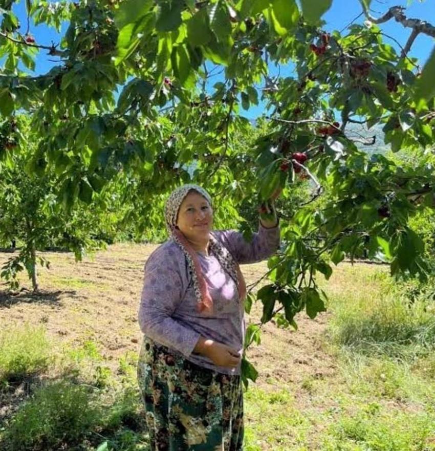 Andırın'da dünyaca ünlü Çığşar kirazında hasat başladı