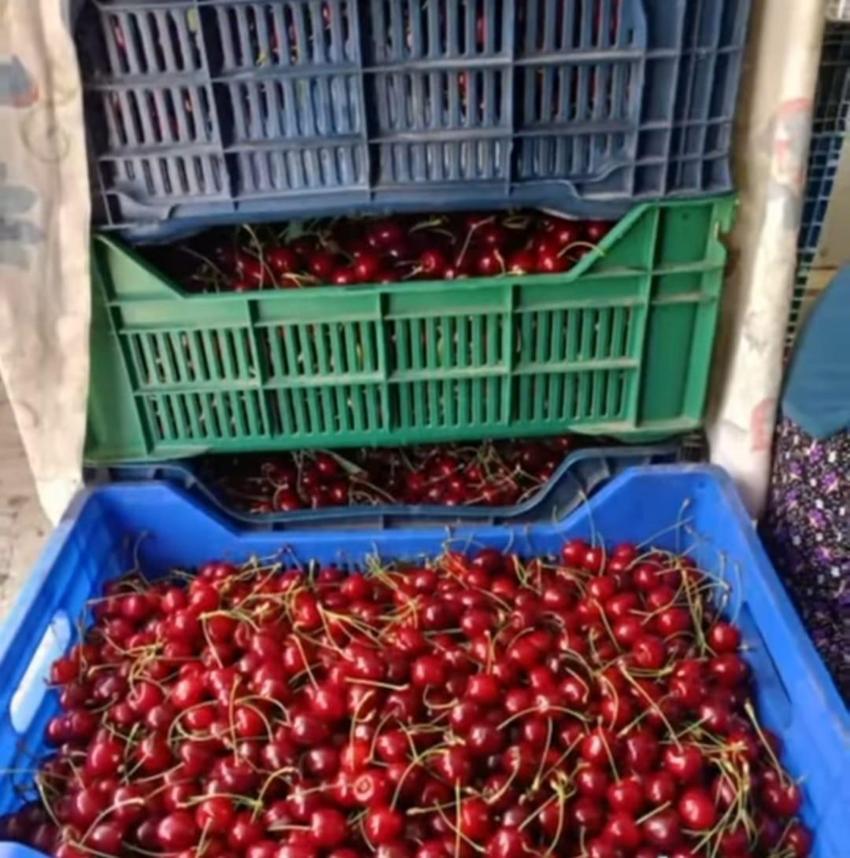 Andırın'da dünyaca ünlü Çığşar kirazında hasat başladı
