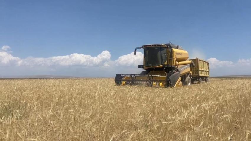 Bitlis'te buğday hasadı başladı! Hedef 60 bin tonun üzeri