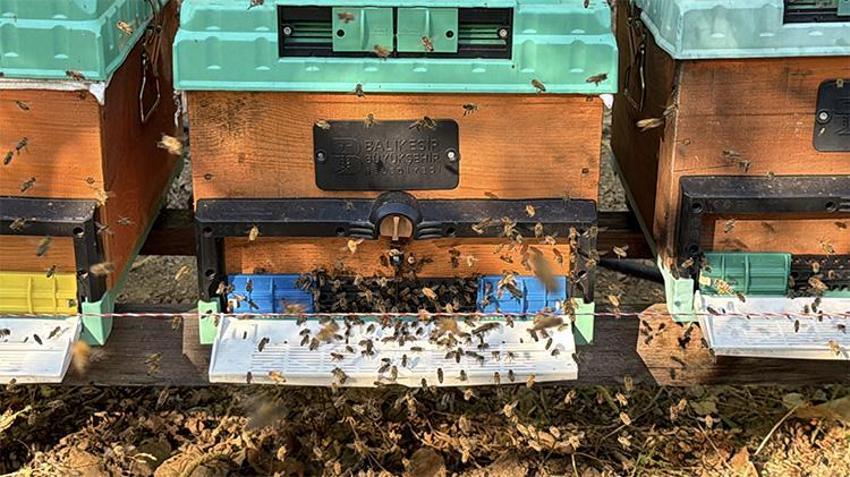 Kazdağları'nın tescilli lezzeti dünyayı fethetti: Kazdağı siyah balı üst üste 5. kez dünya birincisi oldu