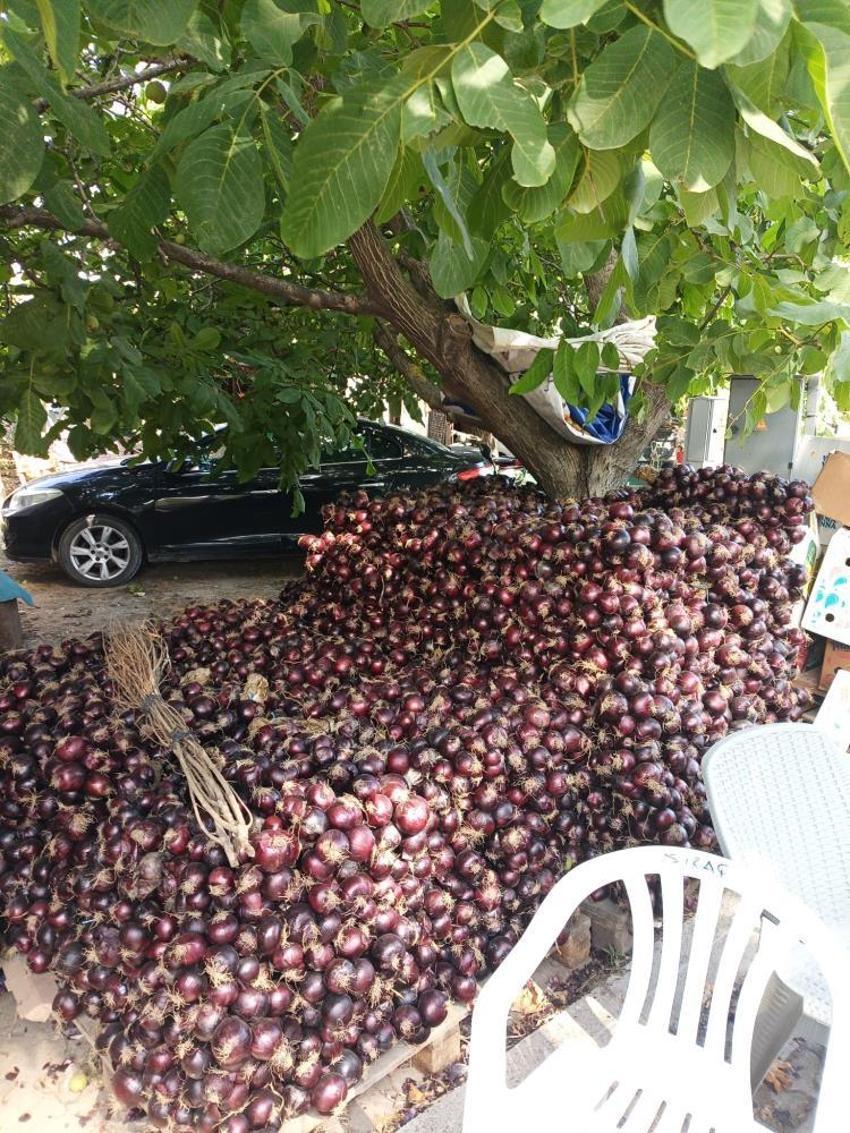 Balıkesir'in coğrafi işaretli lezzetinde hasat bitti! Fiyatı ve rekoltesi belli oldu