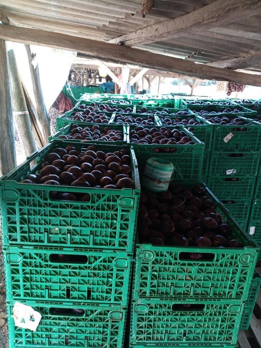 Balıkesir'in coğrafi işaretli lezzetinde hasat bitti! Fiyatı ve rekoltesi belli oldu