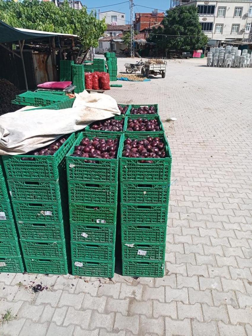 Balıkesir'in coğrafi işaretli lezzetinde hasat bitti! Fiyatı ve rekoltesi belli oldu