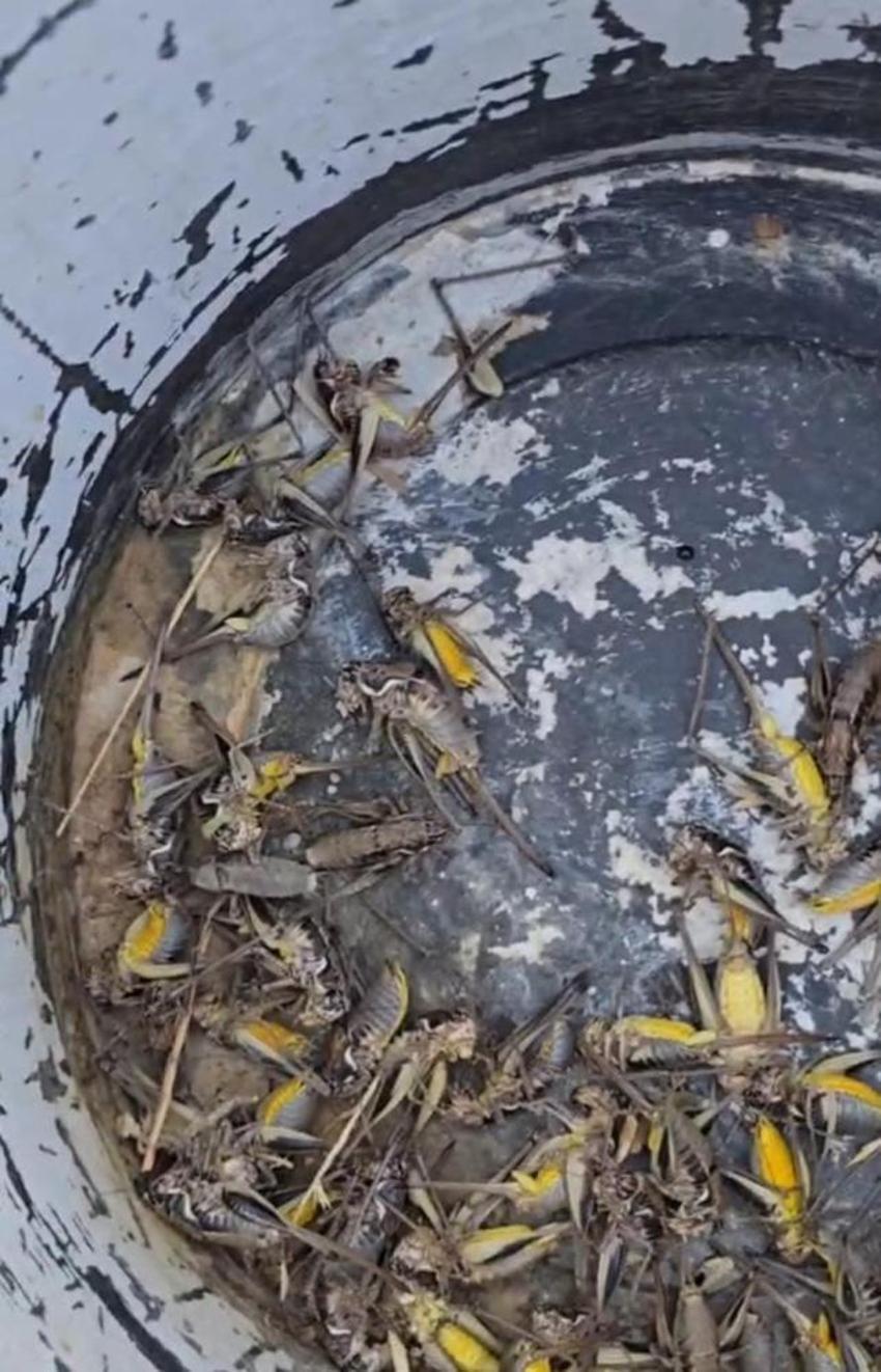 Çekirgeler bu kez Adana'yı bastı: İlçede üretici kabus görüyor