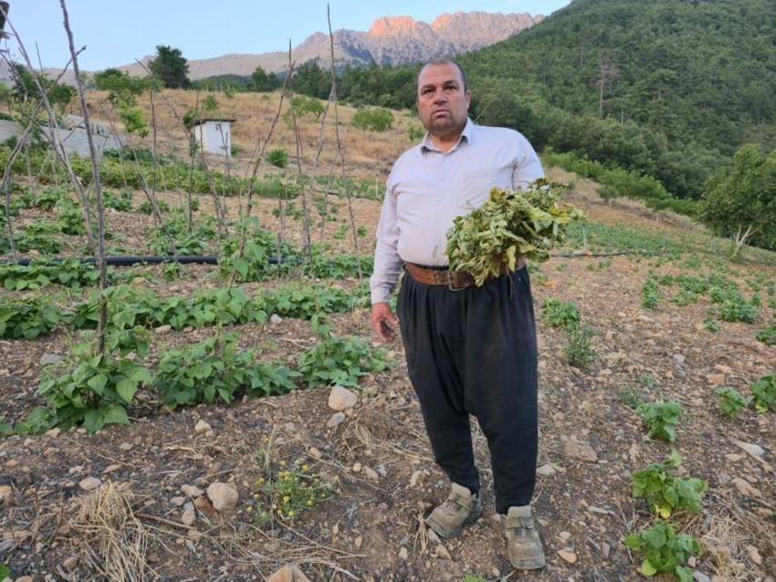 Çekirgeler bu kez Adana'yı bastı: İlçede üretici kabus görüyor