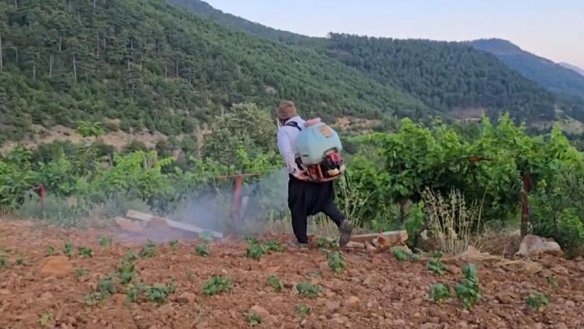 Çekirgeler bu kez Adana'yı bastı: İlçede üretici kabus görüyor
