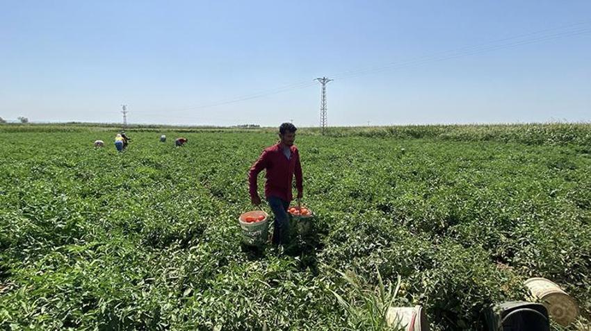 Çanakkale'de tescilli lezzette hasat mesaisi: İlk ürünler yola çıktı! Yağışlar verimi biraz etkiledi ama lezzet ve aroma mükemmel