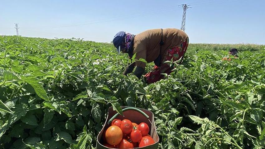 Çanakkale'de tescilli lezzette hasat mesaisi: İlk ürünler yola çıktı! Yağışlar verimi biraz etkiledi ama lezzet ve aroma mükemmel