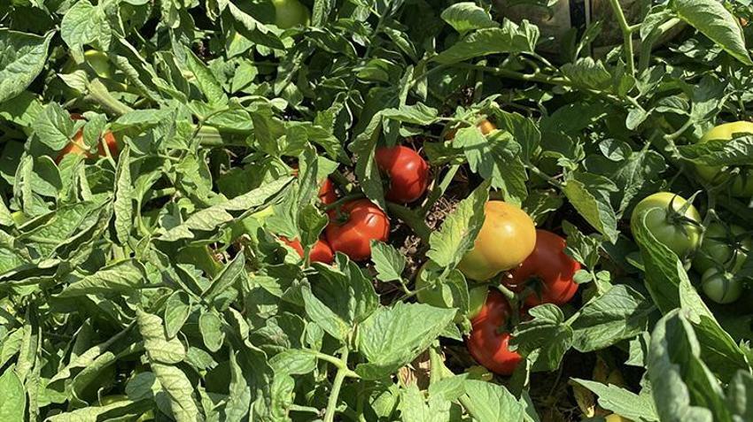 Çanakkale'de tescilli lezzette hasat mesaisi: İlk ürünler yola çıktı! Yağışlar verimi biraz etkiledi ama lezzet ve aroma mükemmel