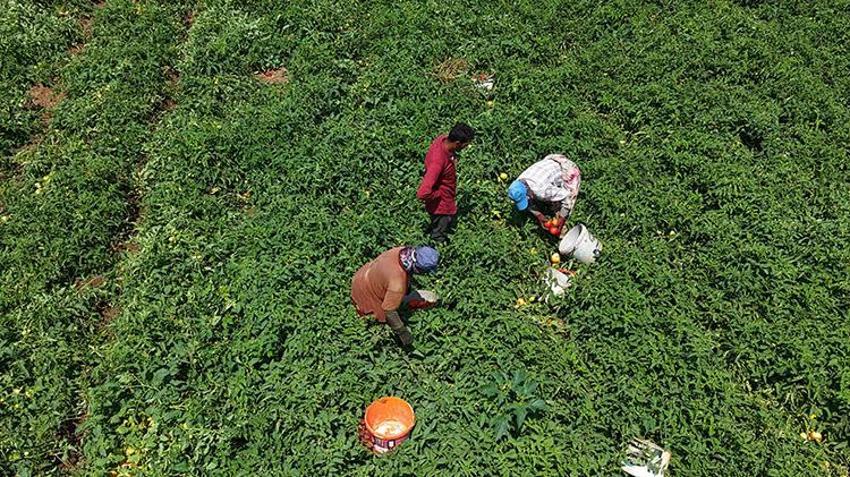 Çanakkale'de tescilli lezzette hasat mesaisi: İlk ürünler yola çıktı! Yağışlar verimi biraz etkiledi ama lezzet ve aroma mükemmel