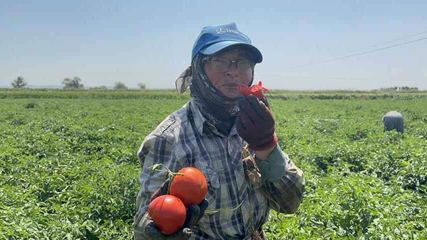 Çanakkale'de tescilli lezzette hasat mesaisi: İlk ürünler yola çıktı! Yağışlar verimi biraz etkiledi ama lezzet ve aroma mükemmel