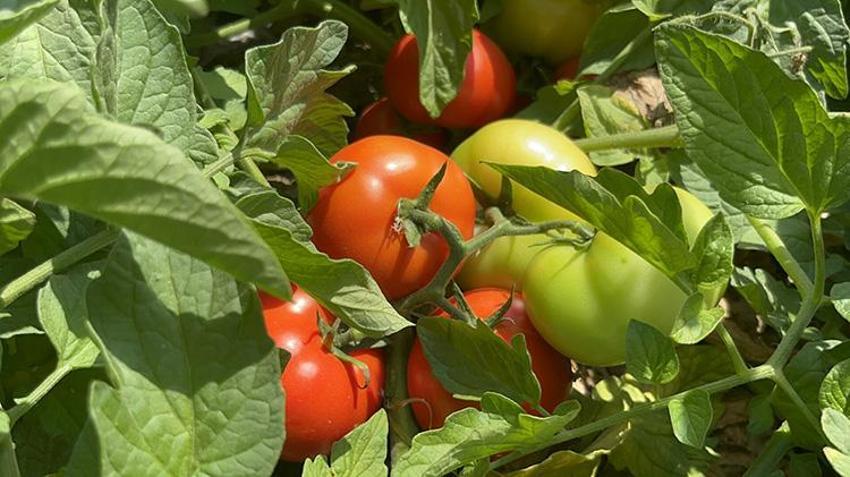 Çanakkale'de tescilli lezzette hasat mesaisi: İlk ürünler yola çıktı! Yağışlar verimi biraz etkiledi ama lezzet ve aroma mükemmel