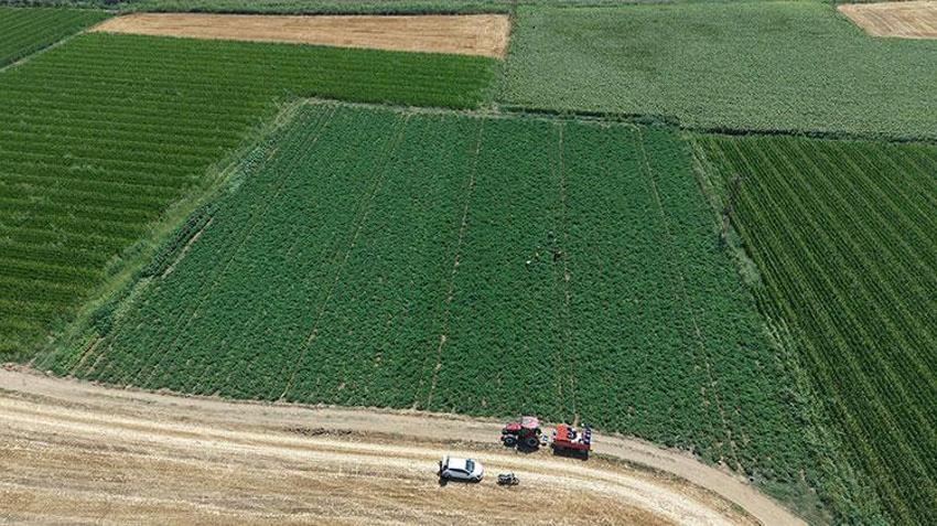 Çanakkale'de tescilli lezzette hasat mesaisi: İlk ürünler yola çıktı! Yağışlar verimi biraz etkiledi ama lezzet ve aroma mükemmel
