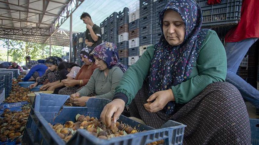 Malatya'nın sarı altınında hasat başladı! Her aşaması emek istiyor: Binlerce kişi tarlalara akın etti