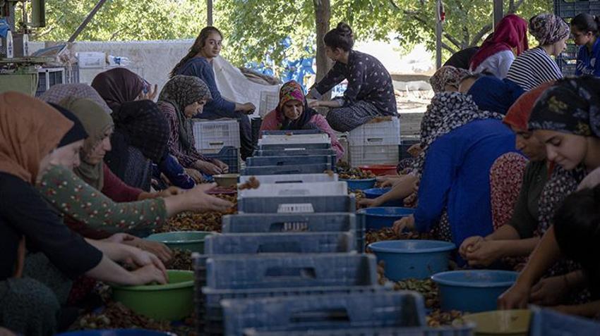 Malatya'nın sarı altınında hasat başladı! Her aşaması emek istiyor: Binlerce kişi tarlalara akın etti