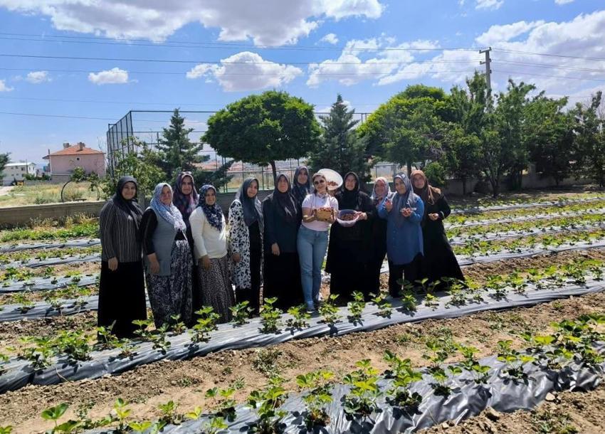 Afyonkarahisar'da tarlalar kırmızıya büründü: İscehisar deneme bahçelerinde ilk çilek hasadı coşkusu!