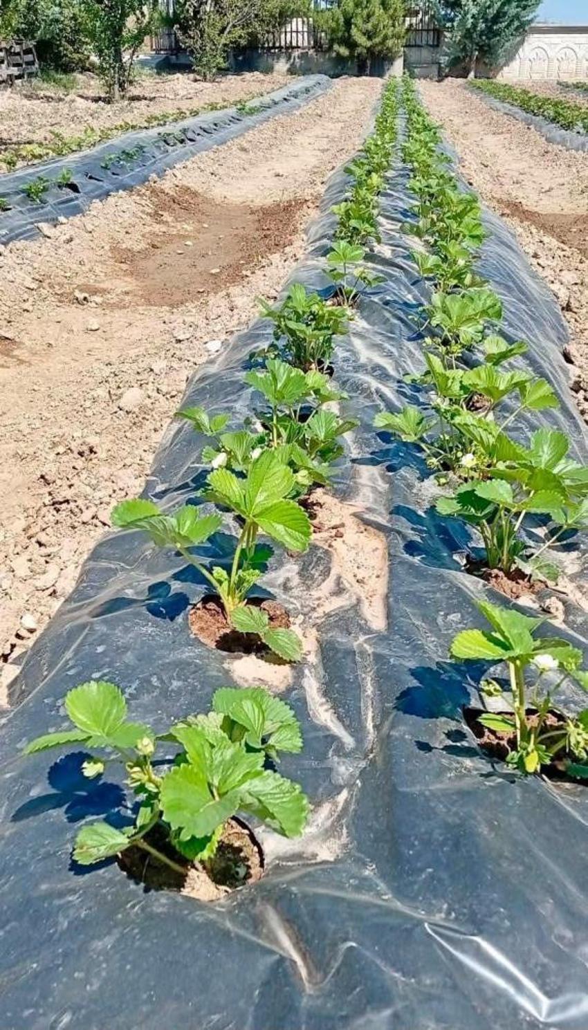 Afyonkarahisar'da tarlalar kırmızıya büründü: İscehisar deneme bahçelerinde ilk çilek hasadı coşkusu!