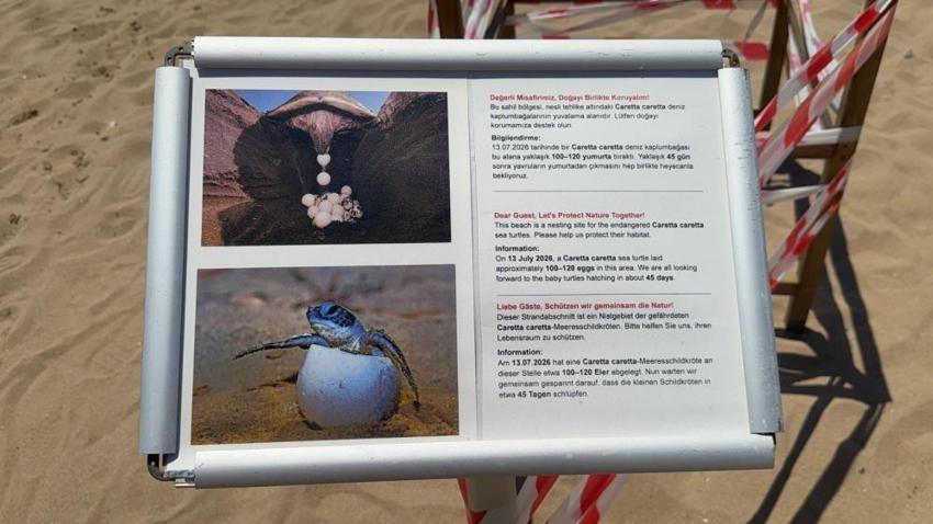 Antalya'da caretta caretta yuvaları şaşırttı: 100 metre uzakta bulundu