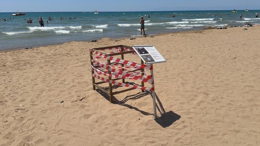 Antalya'da caretta caretta yuvaları şaşırttı: 100 metre uzakta bulundu