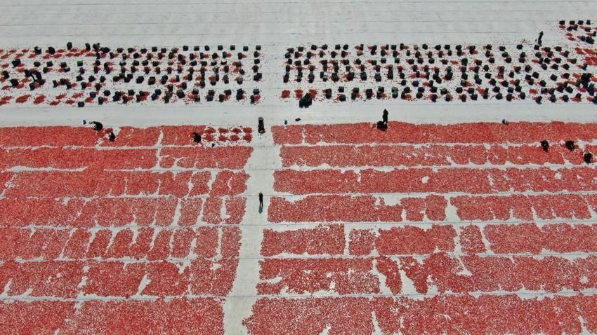 Dünya bu lezzeti konuşuyor! Torbalı'nın kuru domatesine talep büyüyor