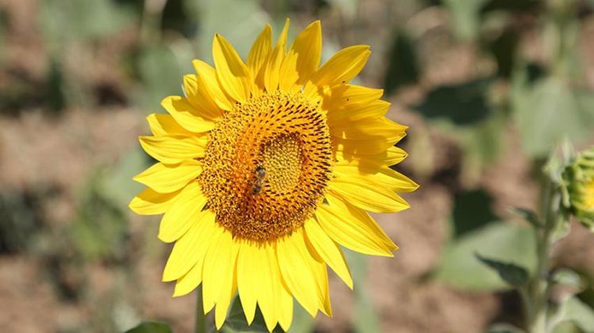 Trakya’da ‘sarı gelin’ görsel şöleni! Tarlalar altın sarısına büründü