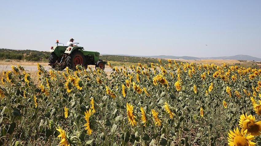 Trakya’da ‘sarı gelin’ görsel şöleni! Tarlalar altın sarısına büründü