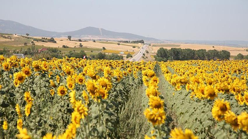 Trakya’da ‘sarı gelin’ görsel şöleni! Tarlalar altın sarısına büründü