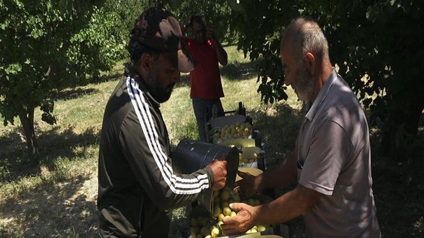 Geçen yıl dondan sıfır çekmişti! Tadına bakan bir daha unutamıyor: 'Şekerpare' hasadı başladı, kapış kapış gidiyor!