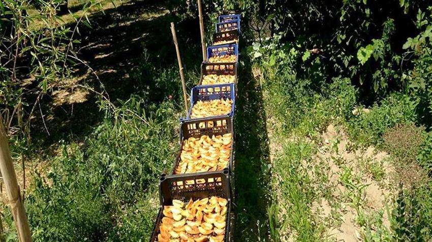 Geçen yıl dondan sıfır çekmişti! Tadına bakan bir daha unutamıyor: 'Şekerpare' hasadı başladı, kapış kapış gidiyor!