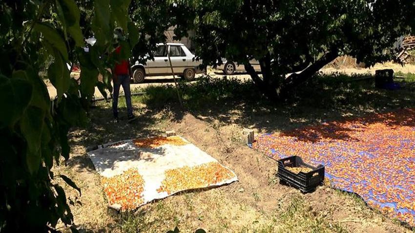 Geçen yıl dondan sıfır çekmişti! Tadına bakan bir daha unutamıyor: 'Şekerpare' hasadı başladı, kapış kapış gidiyor!