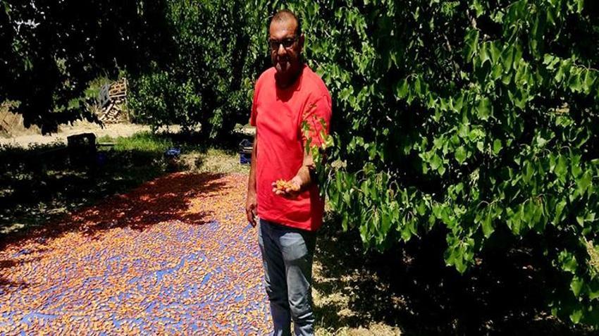 Geçen yıl dondan sıfır çekmişti! Tadına bakan bir daha unutamıyor: 'Şekerpare' hasadı başladı, kapış kapış gidiyor!