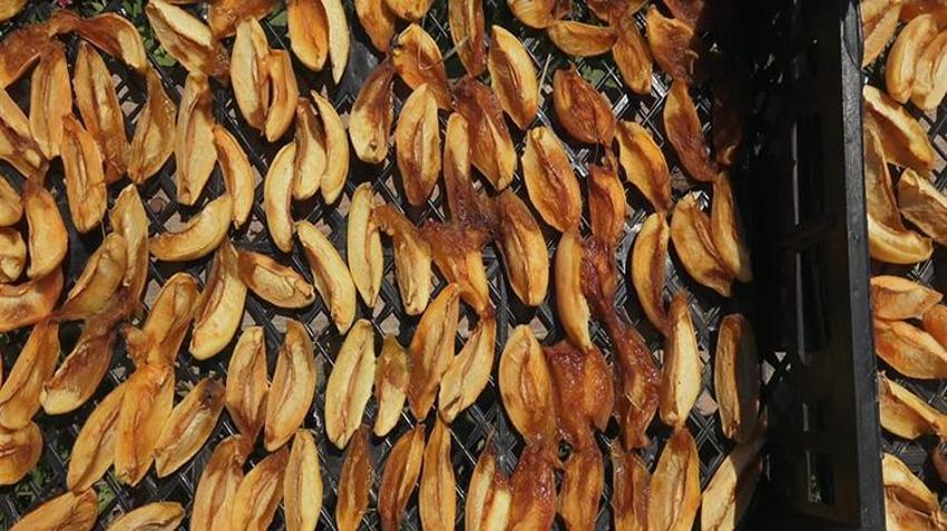 Geçen yıl dondan sıfır çekmişti! Tadına bakan bir daha unutamıyor: 'Şekerpare' hasadı başladı, kapış kapış gidiyor!