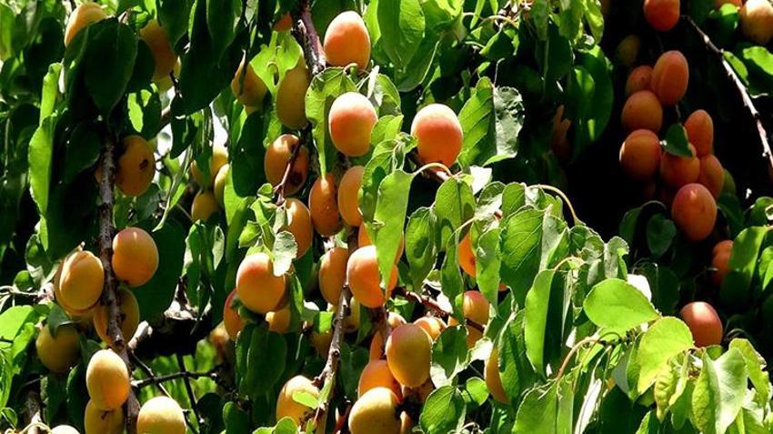 Geçen yıl dondan sıfır çekmişti! Tadına bakan bir daha unutamıyor: 'Şekerpare' hasadı başladı, kapış kapış gidiyor!