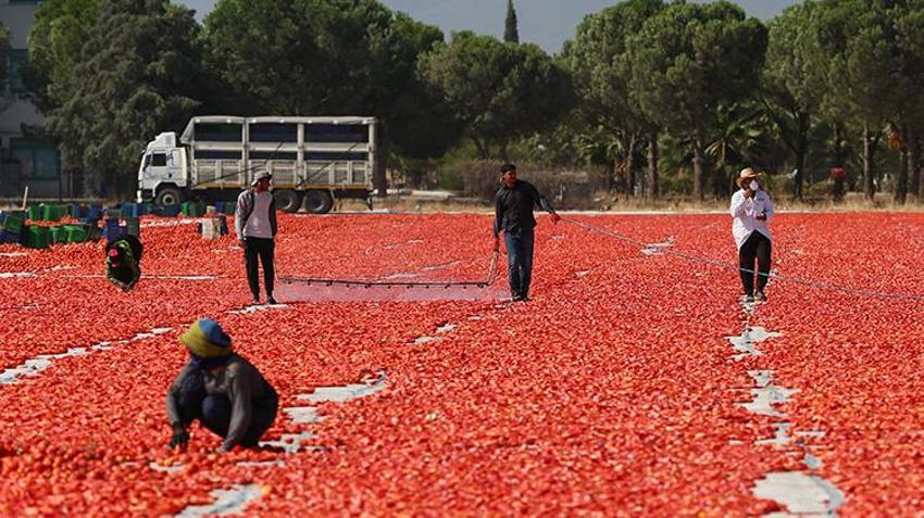 Torbalı ovası kırmızıya büründü! Kırmızı altın hasadında güneş altında zamanla yarış başladı
